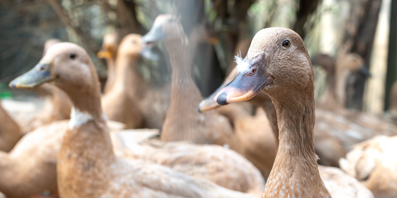 Entidades defendem projeto que proíbe alimentação forçada de animais 5 vecteezy the large group of healthy brown ducks in a domestic farm 22340663