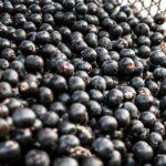 China facilita exportação de polpas e frutas congeladas brasileiras 11 ver o peso mc abr 29092025 21