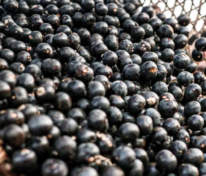 China facilita exportação de polpas e frutas congeladas brasileiras 14 ver o peso mc abr 29092025 21