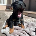 Adote um Pet do Tivoli terá nova edição neste sábado 10 1786123665 image 2