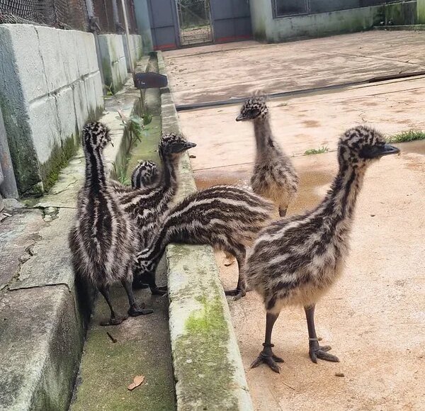 Zoo Americana registra nascimento inédito de seis filhotes de emu 14 55433754240 579ac06cfd c