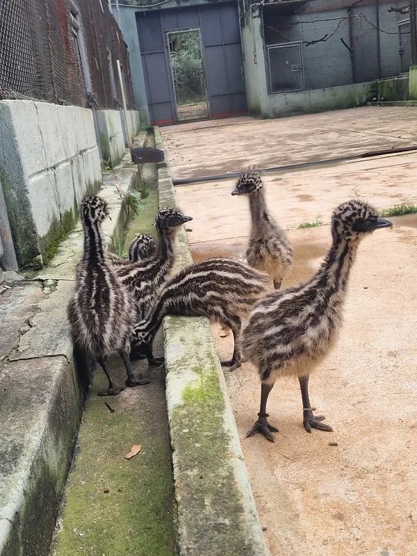 Zoo Americana registra nascimento inédito de seis filhotes de emu 5 55433754240 579ac06cfd c