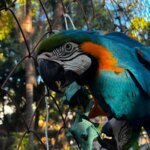 Parque Ecológico realiza 17 atividades de enriquecimento ambiental em uma semana 12 55464421440 ed6ecfd034 c