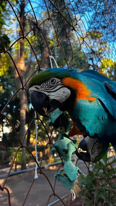 Parque Ecológico realiza 17 atividades de enriquecimento ambiental em uma semana 5 55464421440 ed6ecfd034 c