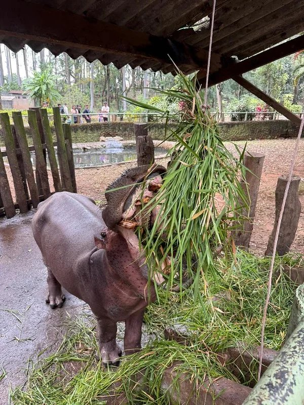 Zoo Americana promove atividades de enriquecimento ambiental para 15 espécies 5 55494168014 daf5828ed7 c