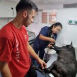 CCZ de Americana realiza mutirão de castrações entre os dias 20 e 29 de agosto 10 Castracao 1 1024x576