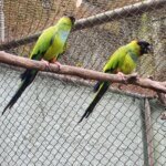 Principes negros Parque Ecologico 6
