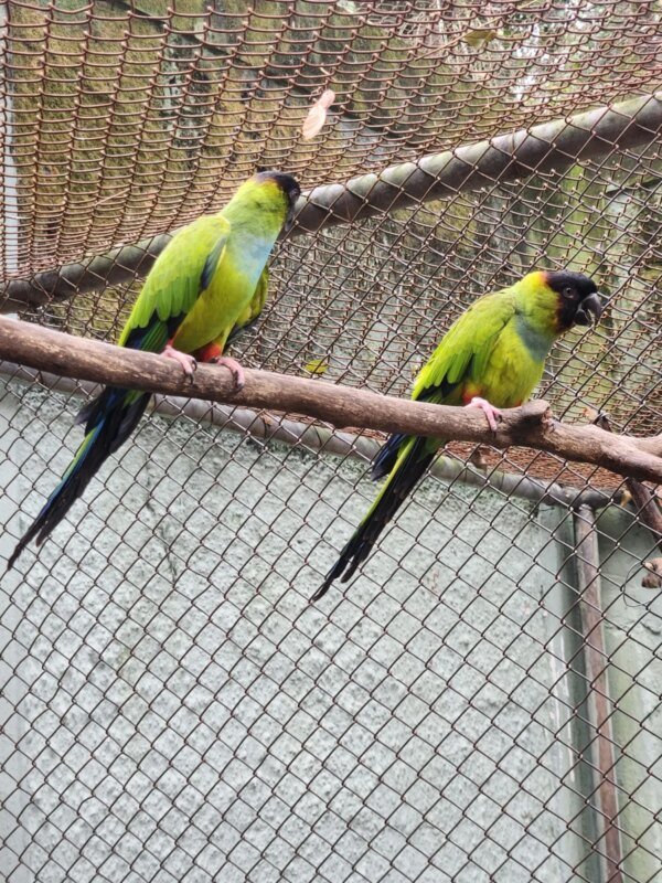 Principes negros Parque Ecologico 6