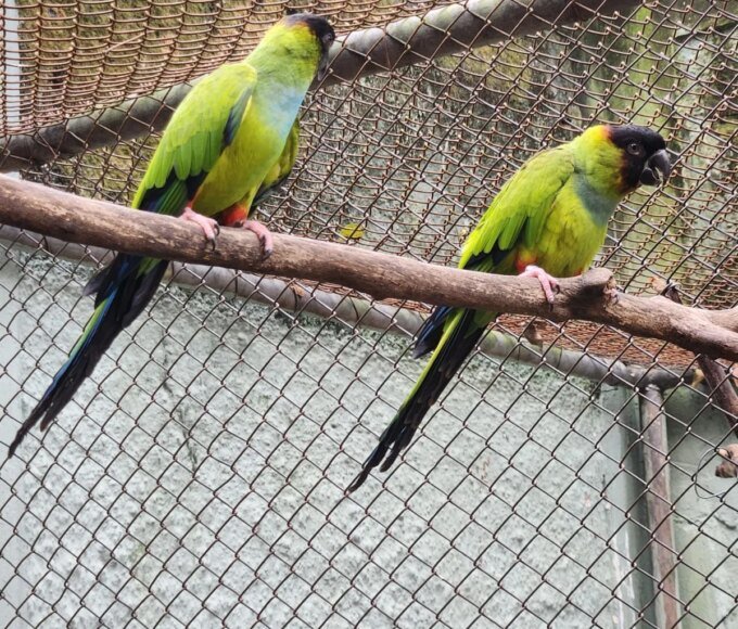 Zoo Americana recebe novos periquitos-de-cabeça-preta para fortalecer programa de conservação 14 Principes negros Parque Ecologico 6