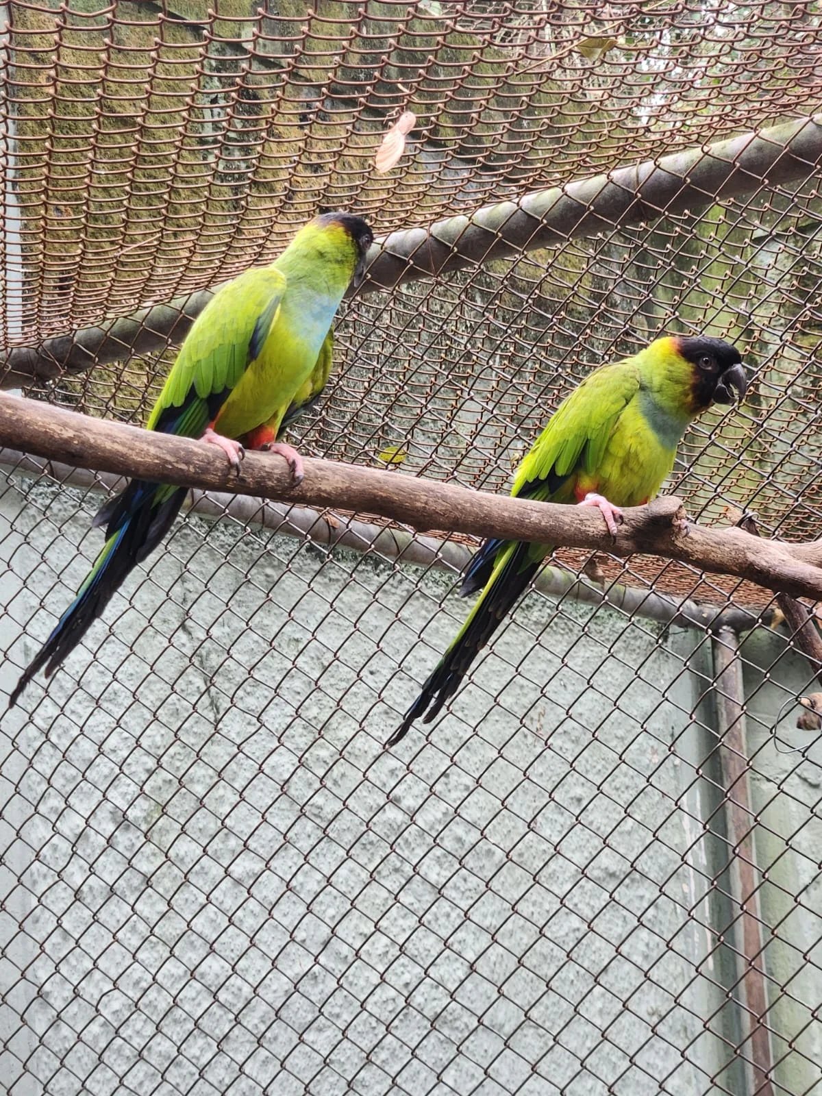 Zoo Americana recebe novos periquitos-de-cabeça-preta para fortalecer programa de conservação 5 Principes negros Parque Ecologico 6