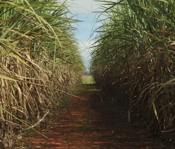 Safra de cana-de-açúcar deve crescer 4,7% em relação ao ano de 2025 12 cana de acucar