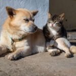 cao e gato