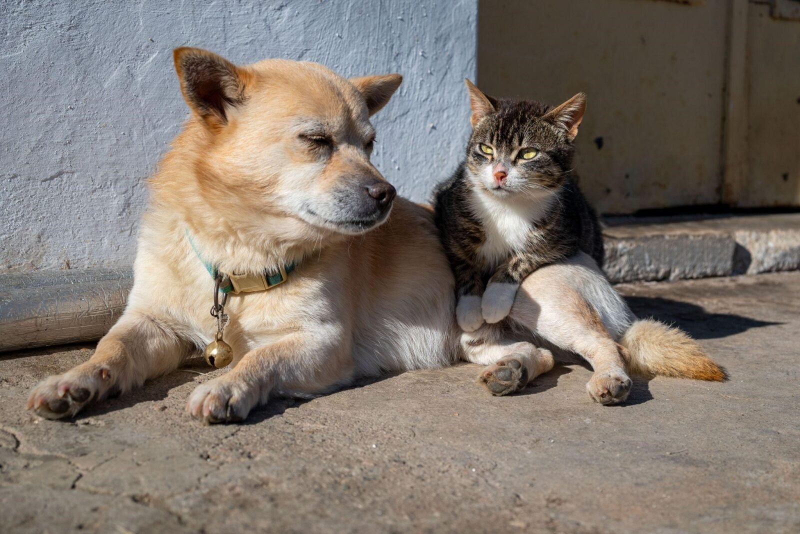 cao e gato