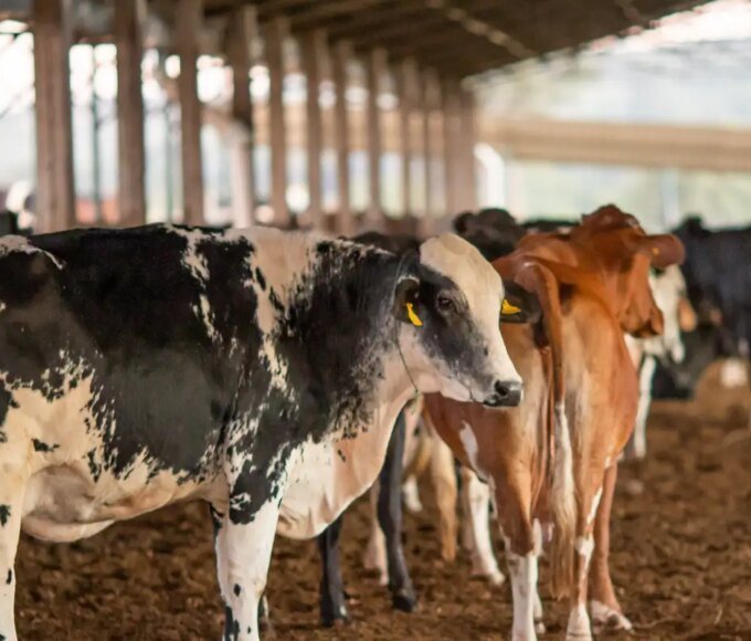 UE suspende carnes do Brasil; entenda impacto e próximos passos 14 50127400817 bb7167c933 o 0