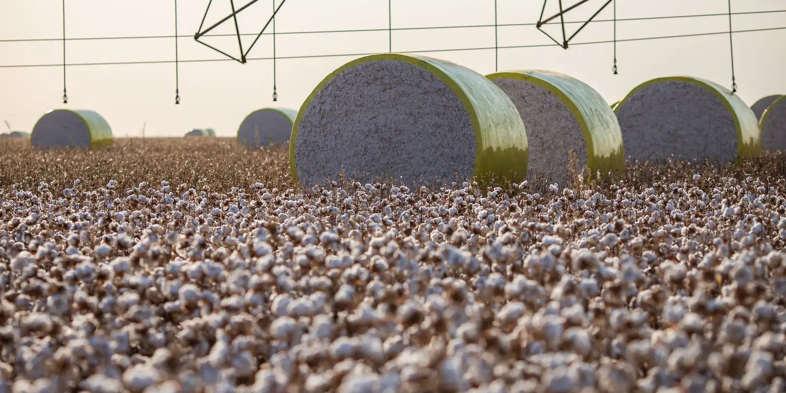 Entenda mudança no mapa que tirou Sorriso do topo da produção agrícola 5 51420345253 8d37c3071b k