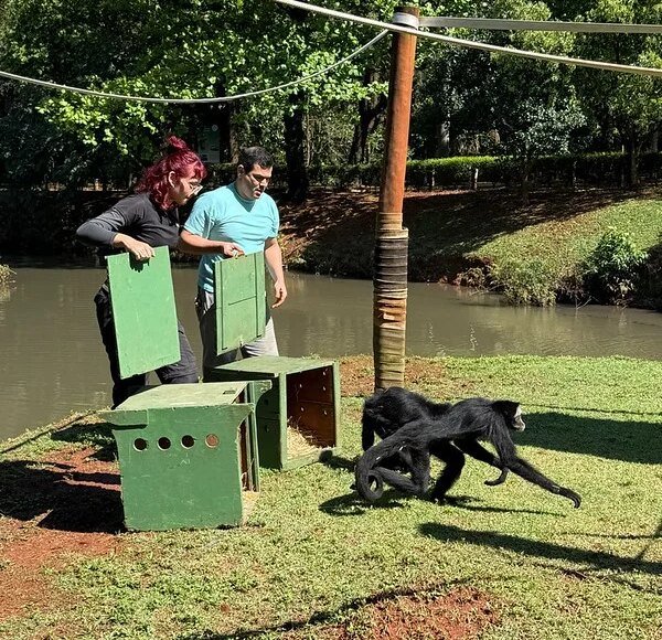 Após três meses de cuidados, macacos Belo e Michele retornam ao recinto do Zoo Americana 15 55531390117 8551a34063 c