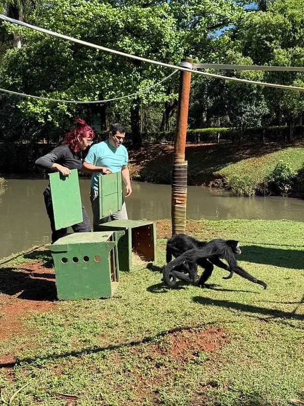 Após três meses de cuidados, macacos Belo e Michele retornam ao recinto do Zoo Americana 5 55531390117 8551a34063 c
