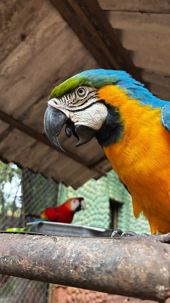 Zoo Americana realiza ações de enriquecimento ambiental para 49 espécies ao longo da semana 5 55536106686 72bacce21e b