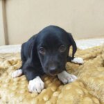 Adote um Pet Tivoli 260926 Divulgacao 5