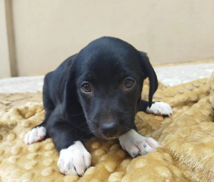 Tivoli tem nova edição do Adote um Pet neste sábado com 5 cães à espera de um novo lar 15 Adote um Pet Tivoli 260926 Divulgacao 5