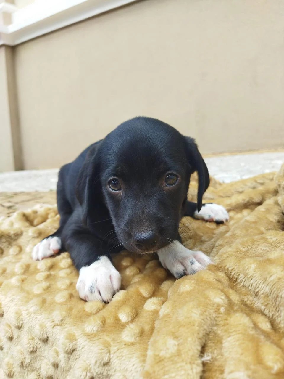 Tivoli tem nova edição do Adote um Pet neste sábado com 5 cães à espera de um novo lar 5 Adote um Pet Tivoli 260926 Divulgacao 5