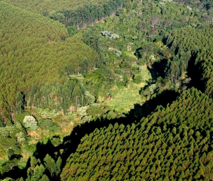 Floresta Suzano