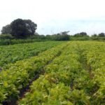 Segurança alimentar e povos indígenas têm R$ 64,3 milhões em crédito 10 lavoura agricultura familiar