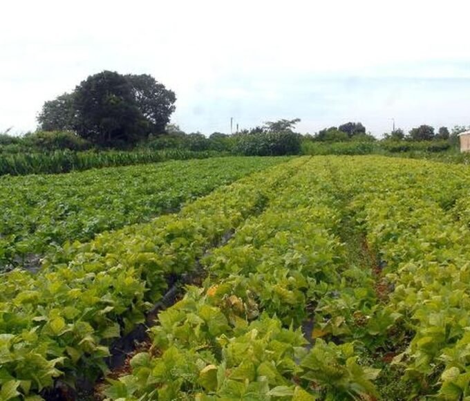 Segurança alimentar e povos indígenas têm R$ 64,3 milhões em crédito 14 lavoura agricultura familiar