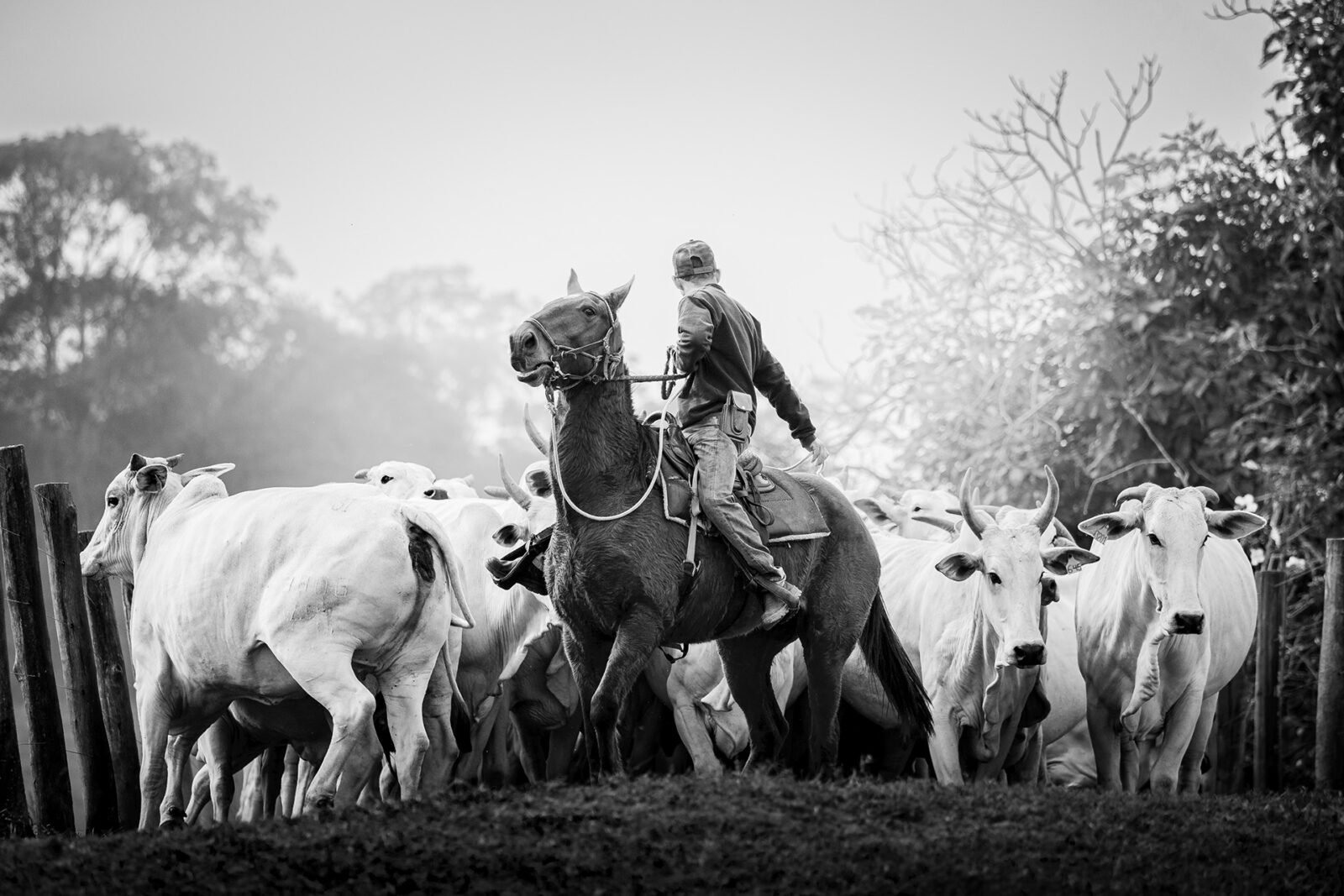 Fotógrafo Beto Farias conquista Medalha em Festival Internacional de Fotografia 5 lrfarias medalha bronze agronegocio.jpg