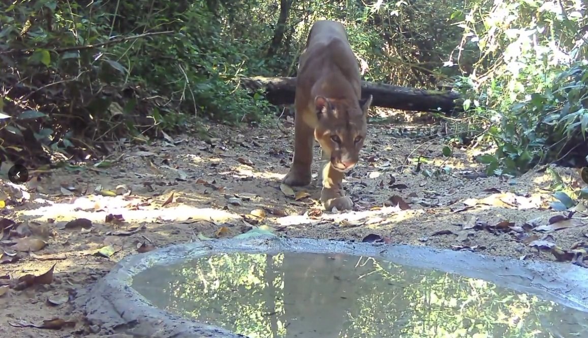 Câmeras registram cachorro-do-mato, duas suçuaranas, jaguatirica e capivaras no bairro Tatu, em Limeira 5 sussuarana