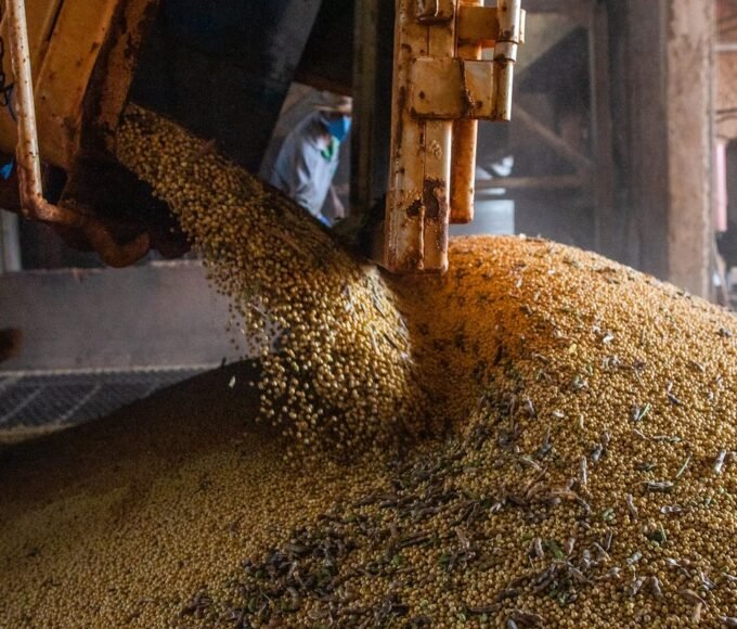 Produção brasileira de grãos deve crescer em 2024 apesar do impacto do El Niño 14 51896376628 f88dba1d29 k