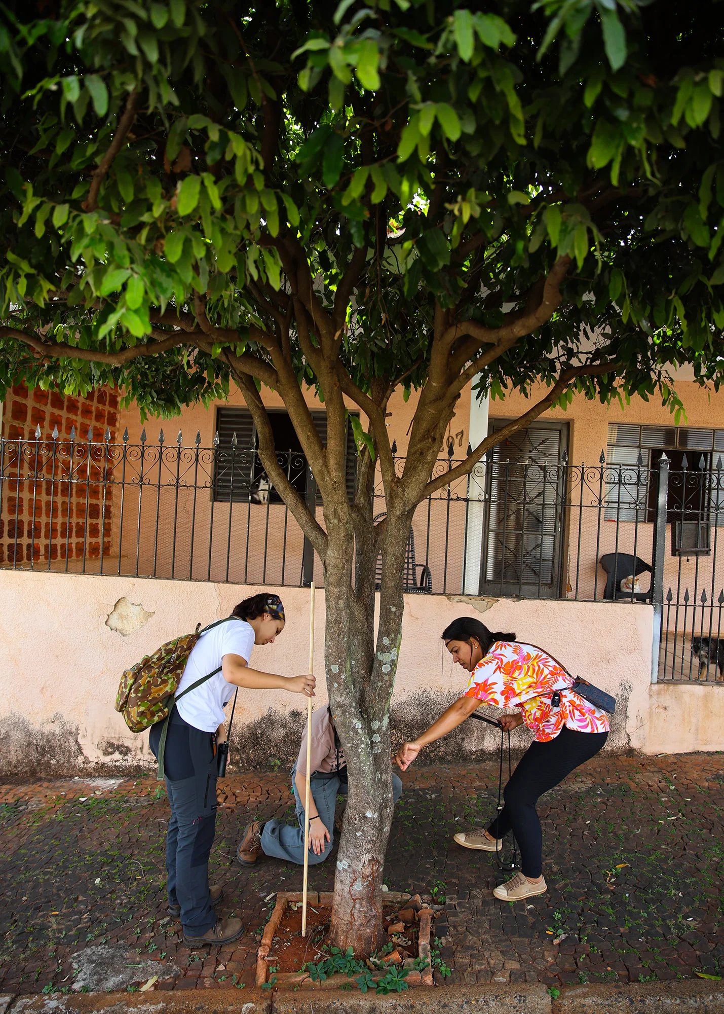 DIAGNOSTICO ARBORIZACAO 2
