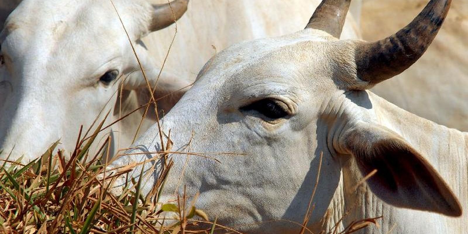 Carne brasileira passa a pagar tarifa de 67% para entrar na China 5 gado