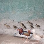 Parque Ecológico apresenta nove filhotes de aves exóticas ao público 10 pato mandarim 1