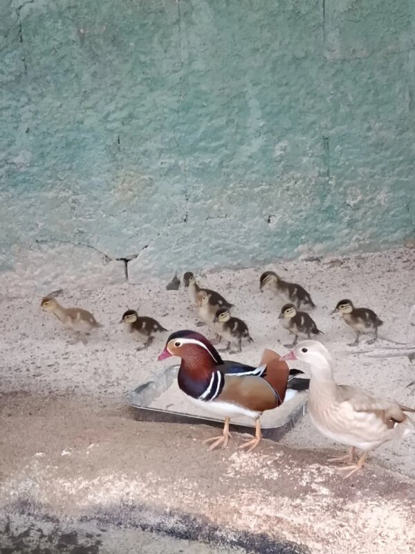 pato mandarim 1