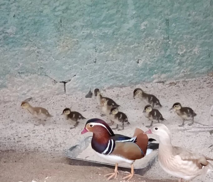 Parque Ecológico apresenta nove filhotes de aves exóticas ao público 12 pato mandarim 1